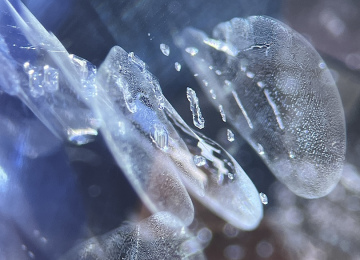 A-series-of-negative-crystals-and-fine-fingerprints-in-a-Sri-Lankan-sapphire