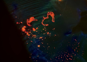 An-unsual-lava-like-effect-was-seen-in-this-opal-doublet-when-light-was-shone-through-the-reverse