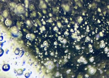 Bubbles-in-a-flame-fusion-synthetic-sapphire-scaled