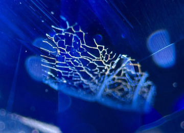 Coarse-fingerprint-in-a-sapphire