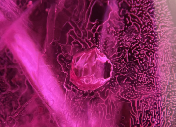 Crystal-surrounded-by-a-heat-altered-lace-doily-in-a-Thai-Cambodian-ruby