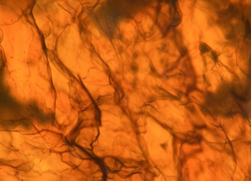 Dendritic-channels-in-a-natural-opal-