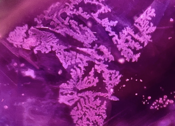 Dendritic-recrystallisation-in-a-ruby