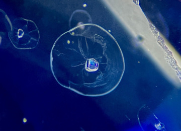 Discoid-stress-halo-surrounding-a-crystal-in-a-sapphire