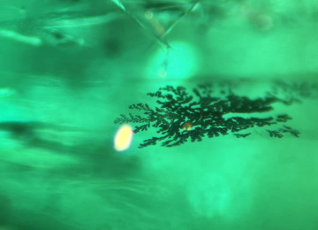Dried-filler-inside-an-emerald-showing-dendritic-form