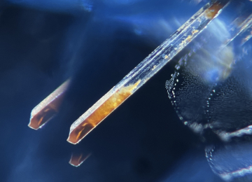 Epigenetic-staining-inside-a-growth-tube-in-a-spinel