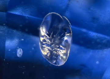 Glossy-discoid-fracture-with-frosted-fringe-surrounding-a-crystal-in-a-sapphire-shows-evidence-of-heating