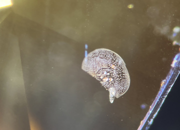 Heat-affected-fingerprint-in-a-sapphire