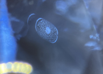 Heat-altered-crystal-and-associated-fingerprint-in-a-sapphire