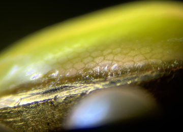 Honeycomb-pattern-seen-across-the-side-of-a-fibre-optic-glass