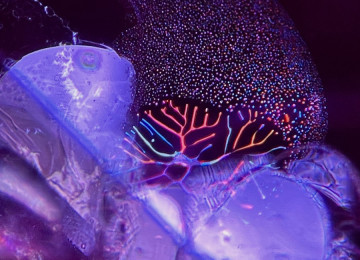 Irridescent-heat-affected-fingerprint-resembling-a-tree
