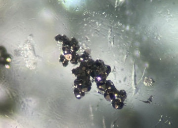 Pyrite-clusters-in-a-Colombian-emerald