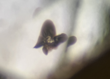 Small-crystal-likely-uraninite-with-stress-halos-resembling-a-butterfly
