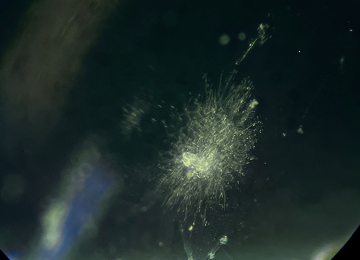 Snow-Star-inclusion-in-an-aquamarine