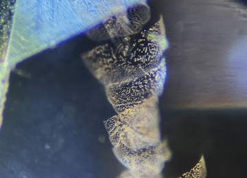 Stack-of-fine-fingerprints-in-a-Sri-Lankan-sapphire