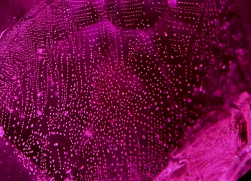Strings-of-negative-octahedra-line-this-partially-healed-fracture-in-a-spinel