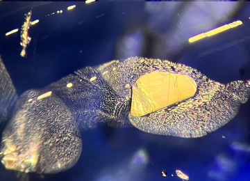 Tabular-negative-crystal-surrounded-by-a-finefingerprint-with-polysynthetic-twinning-seen-above-metamorphic-sapphire