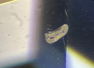 This-minute-heat-altered-fingerprint-in-an-otherwise-clean-sapphire-provides-important-evidence-of-heat-treatment-