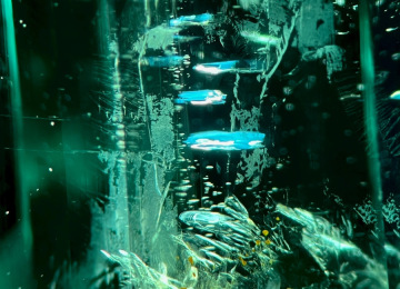 Varied-inclusion-scene-in-a-schist-hosted-emerald